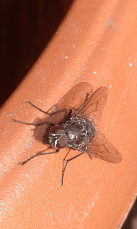 Muscidae : Helina sp.?